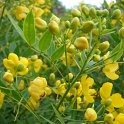 Senna corymbosa